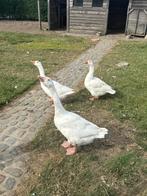 Ganzen, Dieren en Toebehoren, Pluimvee, Meerdere dieren, Gans of Zwaan