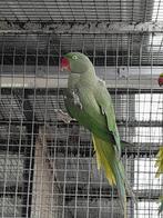 Alexander parkieten, Animaux & Accessoires