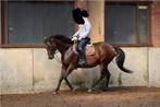 Met spoed nieuwe thuis gezocht allrounder, Dieren en Toebehoren, Paarden, Merrie