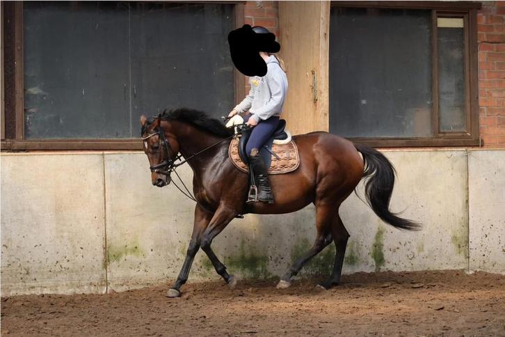 Met spoed nieuwe thuis gezocht allrounder, Dieren en Toebehoren, Paarden, Merrie
