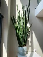 Prachtige, gezonde Sanseveria 150 cm, Huis en Inrichting, Kamerplanten, 100 tot 150 cm, Ophalen of Verzenden, In pot, Bloeiende kamerplant