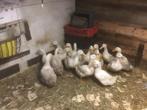 Eenden, Dieren en Toebehoren