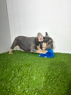 Franse Bulldog pups te koop, Dieren en Toebehoren, Meerdere, Bulldog, Meerdere dieren, Buitenland