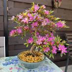 Azalea bonsai - Azalea Miraiboshi, Tuin en Terras, Eenjarig, Halfschaduw, Lente, Ophalen