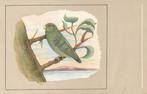 GROENSTUITDWERGPAPEGAAI, Verzamelen, Postkaarten | Dieren, Verzenden, Ongelopen, Vogel