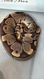 Ball python, Dieren en Toebehoren, Slang