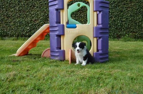 FCI Stamboom Border Collie Puppy's, Dieren en Toebehoren, Honden | Herdershonden en Veedrijvers, Meerdere dieren, Collie, Fokker | Hobbymatig