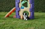 FCI Stamboom Border Collie Puppy's, Plusieurs, Belgique, 8 à 15 semaines, Éleveur | Loisir