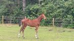 Groot Zangersheide veulen: Chaccos touch x Cigaret JVH Z, Dieren en Toebehoren, Paarden, Springpaard, 0 tot 2 jaar, Hengst, 170 tot 175 cm