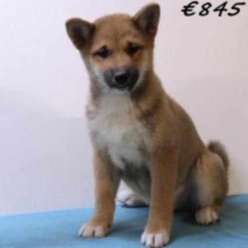 Schattige Shiba Inu-puppy's te koop, Dieren en Toebehoren, Honden | Poolhonden, Keeshonden en Oertypen, Reu, Overige rassen, Handelaar