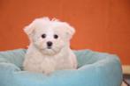 Maltezer puppy teefje, geboren 20 november 2025, eigen kweek, Dieren en Toebehoren, Parvo, België, Maltezer, 8 tot 15 weken