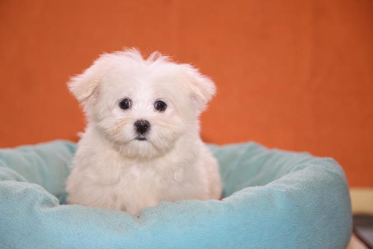 Chiot maltais femelle, né le 20 novembre 2025, Animaux & Accessoires, Chiens | Chihuahuas & Chiens de compagnie, Chienne, Bichon maltais