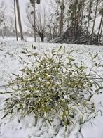 Mooie hele grote verse maretak, Huis en Inrichting, Woonaccessoires | Droogbloemen, Ophalen