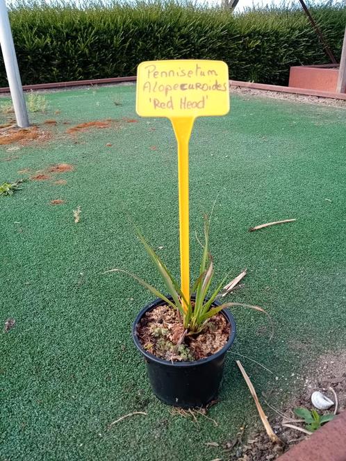 Pennisetum Alopecuroides 'Red Head', Tuin en Terras, Planten | Tuinplanten, Siergrassen, Ophalen of Verzenden