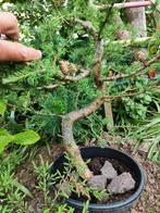 startplant bonsai larix, Tuin en Terras, Ophalen