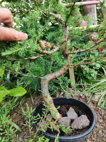 startplant bonsai larix, Tuin en Terras, Planten | Tuinplanten, Ophalen