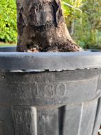 Olijfbomen 2x prijs per stuk)of te samenLet op beschrijving, Tuin en Terras, Bloembakken en Plantenbakken, Ophalen, Zo goed als nieuw