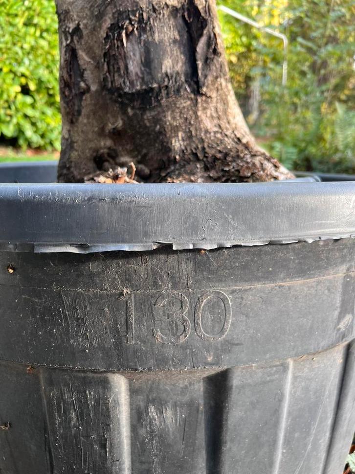 Olijfbomen 2x prijs per stuk)of te samenLet op beschrijving, Tuin en Terras, Bloembakken en Plantenbakken, Zo goed als nieuw, Tuin