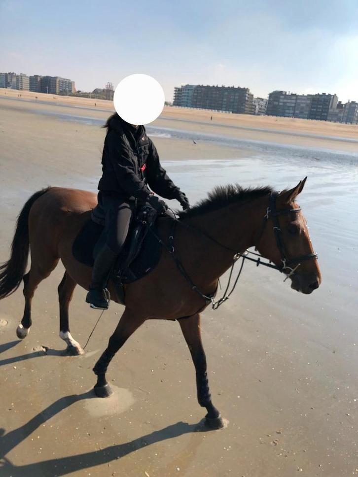 Gezocht: Trainer voor spring- en dressuurlessen, Animaux & Accessoires, Chevaux