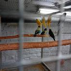 Prachtig 2025, Meerdere dieren, Parkiet, Geringd