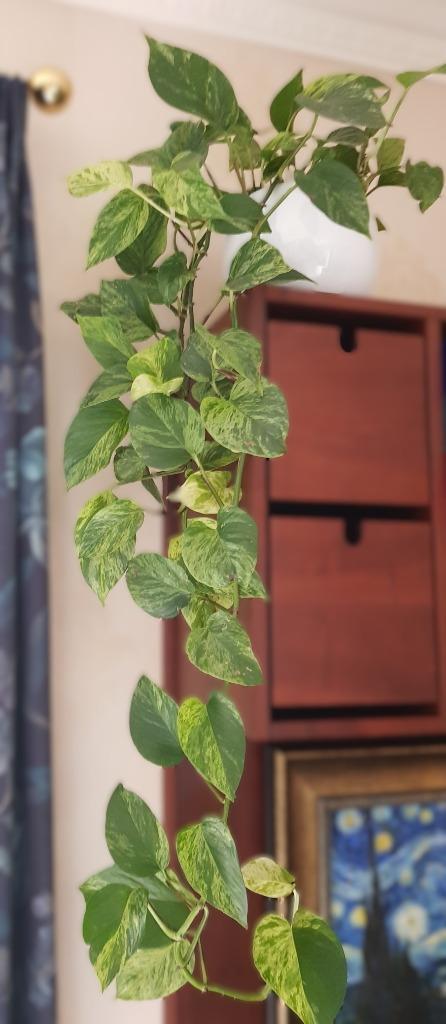 Epipremnum aureum (Scindapsus) of drakenklimop, Huis en Inrichting, Kamerplanten, Ophalen of Verzenden
