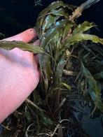 Aquariumplanten, Dieren en Toebehoren, Vissen | Aquaria en Toebehoren, Ophalen