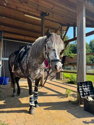 Knappe 6 jarige c pony te koop beschikbaar voor biedingen