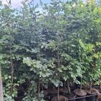 Beukenhaag in pot, Ophalen, Beukenhaag, Haag, 100 tot 250 cm