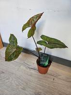 Plantes intérieur, Huis en Inrichting, Kamerplanten, Ophalen, Cactus