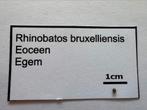 Rhinobatos Bruxelliensis (26), Ophalen of Verzenden, Fossiel