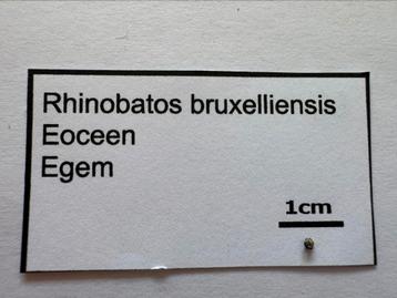 Rhinobatos Bruxelliensis (26), Enlèvement ou Envoi, Fossile