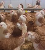 Faverolles, Dieren en Toebehoren, Pluimvee, Vrouwelijk, Kip