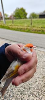 XL Major isabelsatinet witkop pop 2025, Dieren en Toebehoren, Vogels | Overige Vogels, Vrouwelijk, Wildzangvogel, Geringd