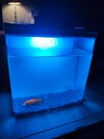 Aquarium USB avec filtre plusieurs couleur et poisson rouge, Animaux & Accessoires