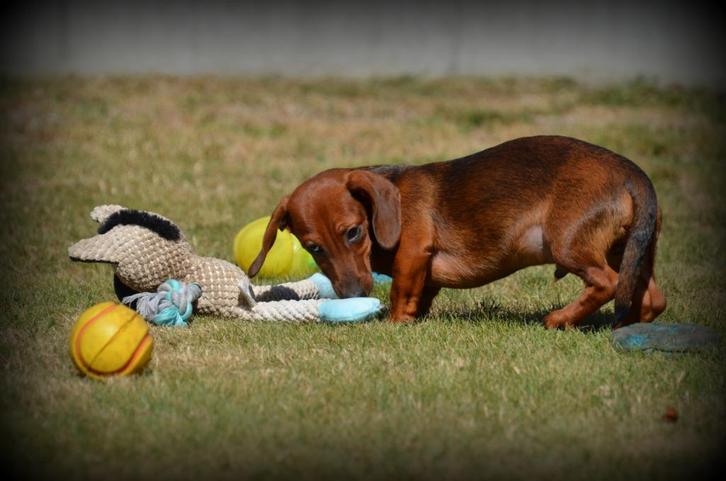 Teckel pups, Dieren en Toebehoren, Honden | Teckels en Dashonden, Reu, Korthaar, Fokker | Professioneel, Meerdere, België, 15 weken tot 1 jaar
