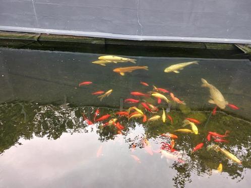 Allerhande vijvervissen, Dieren en Toebehoren, Vissen | Vijvervissen, Karper of Koi