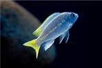 Pseudotropheus Acei malawi cichliden, Dieren en Toebehoren, Vissen | Aquariumvissen, Vis, Zoetwatervis, Schoolvis