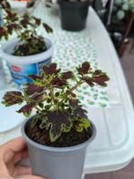 Siernetel coleus inky finger, Huis en Inrichting, Kamerplanten, Ophalen