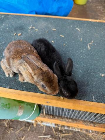2 dwerg rex rammetjes beschikbaar voor biedingen