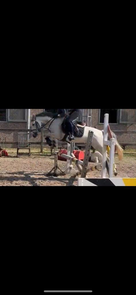 Bijrijder gezocht.  putte, Dieren en Toebehoren, Pony's