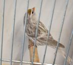 Noorse barmsijs agaat pop., Vrouwelijk, Wildzangvogel, Geringd