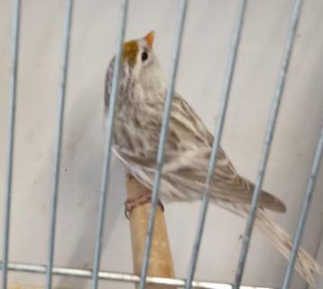 Noorse barmsijs agaat pop. beschikbaar voor biedingen