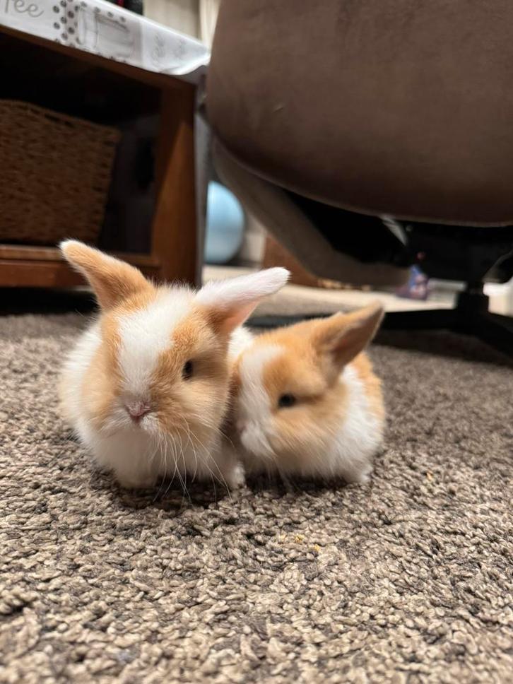 Tamme baby minilopjes, Dieren en Toebehoren, Konijnen, Middelgroot, Meerdere dieren, 0 tot 2 jaar, Hangoor