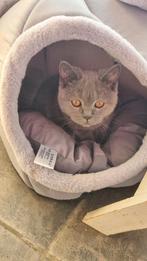 Laatste Britse Korthaar Kitten (vrouwtje), Dieren en Toebehoren, Katten en Kittens | Raskatten | Korthaar, Poes, Gechipt, 0 tot 2 jaar