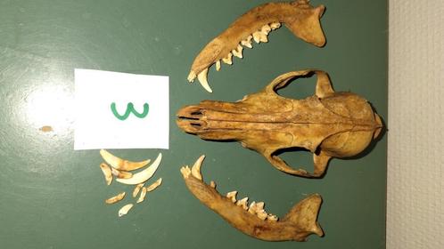 Schedel vos, Verzamelen, Dierenverzamelingen, Schedel, Ophalen of Verzenden