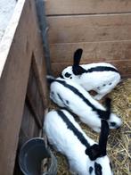 vlinderkonijnen, Dieren en Toebehoren, Konijnen, Meerdere dieren, Middelgroot, 0 tot 2 jaar