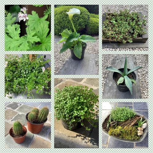 Diverse Plantjes, Tuin en Terras, Planten | Tuinplanten, Bodembedekkers, Ophalen