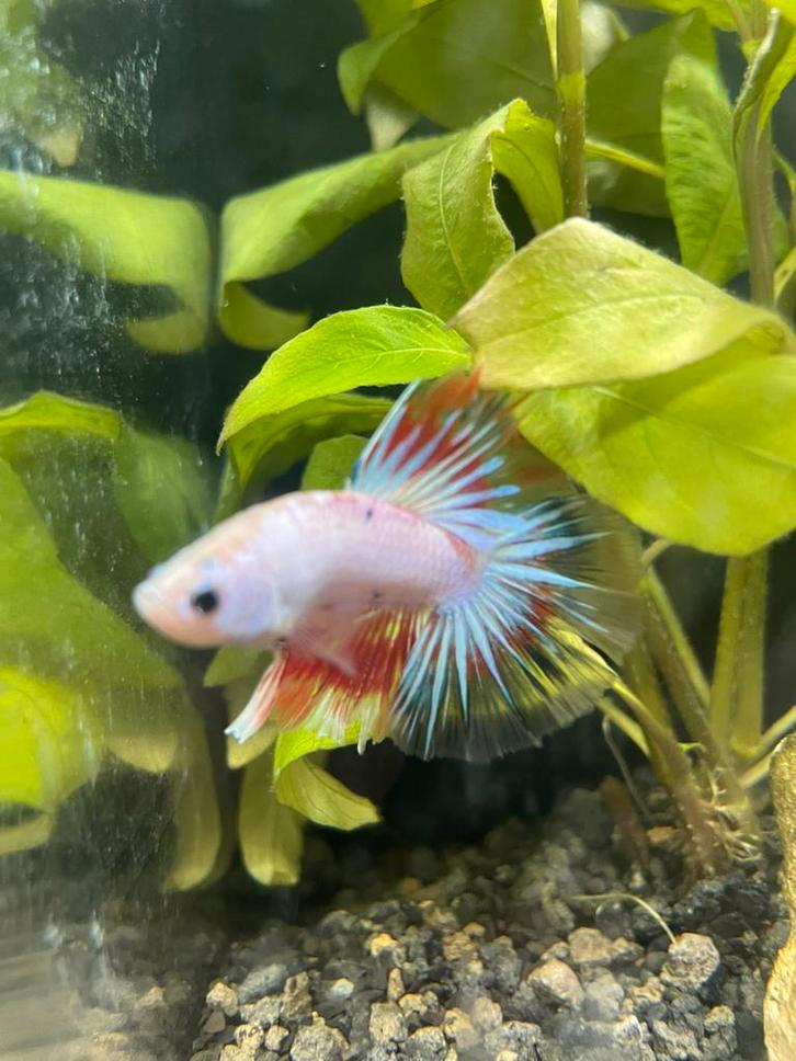 Halfmoon marble hellboy betta mannetje, Dieren en Toebehoren, Vissen | Aquariumvissen, Zoetwatervis, Vis