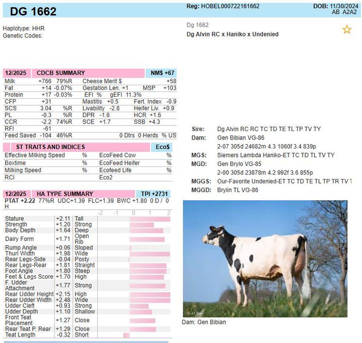 Dekstieren te koop, Dieren en Toebehoren, Runderen, Mannelijk, 0 tot 2 jaar