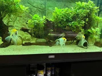 Prachtige juwel aquarium 350 liter compleet pakket beschikbaar voor biedingen